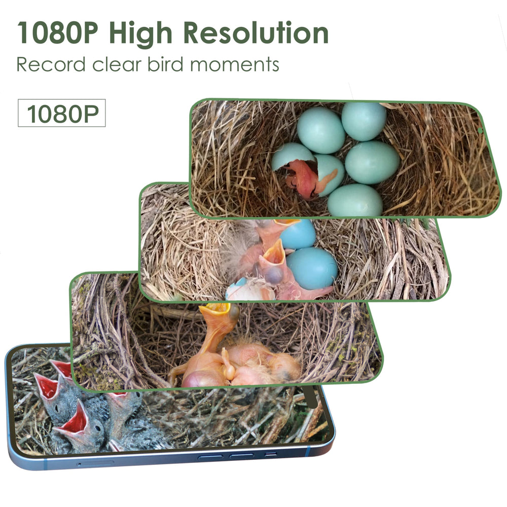 Birdkiss metal entrance protection showing predator-resistant design benefit