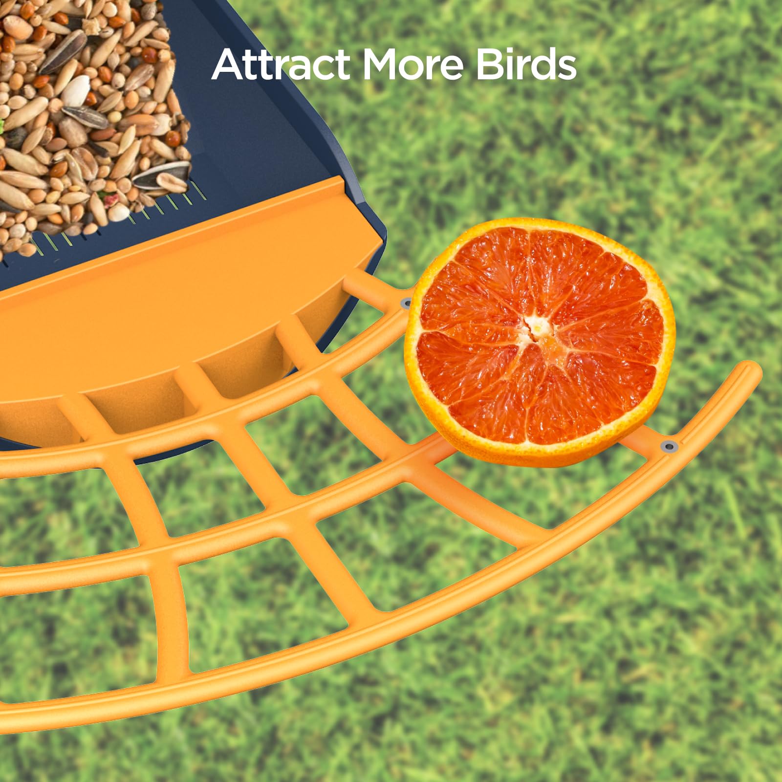 Birdkiss at dusk with white light and infrared LEDs for nighttime visibility