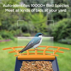 Birdkiss seed hopper open to show 1.25L capacity for less frequent refills