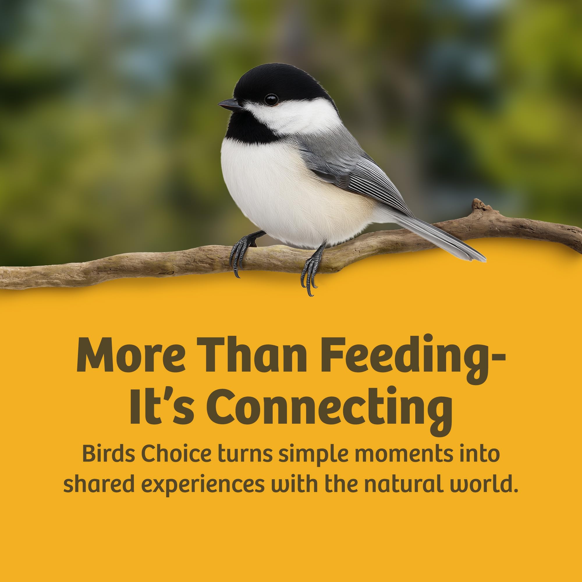 Birds Choice hanging feeder in backyard setting near shrubs, enhances birdwatching and garden wildlife