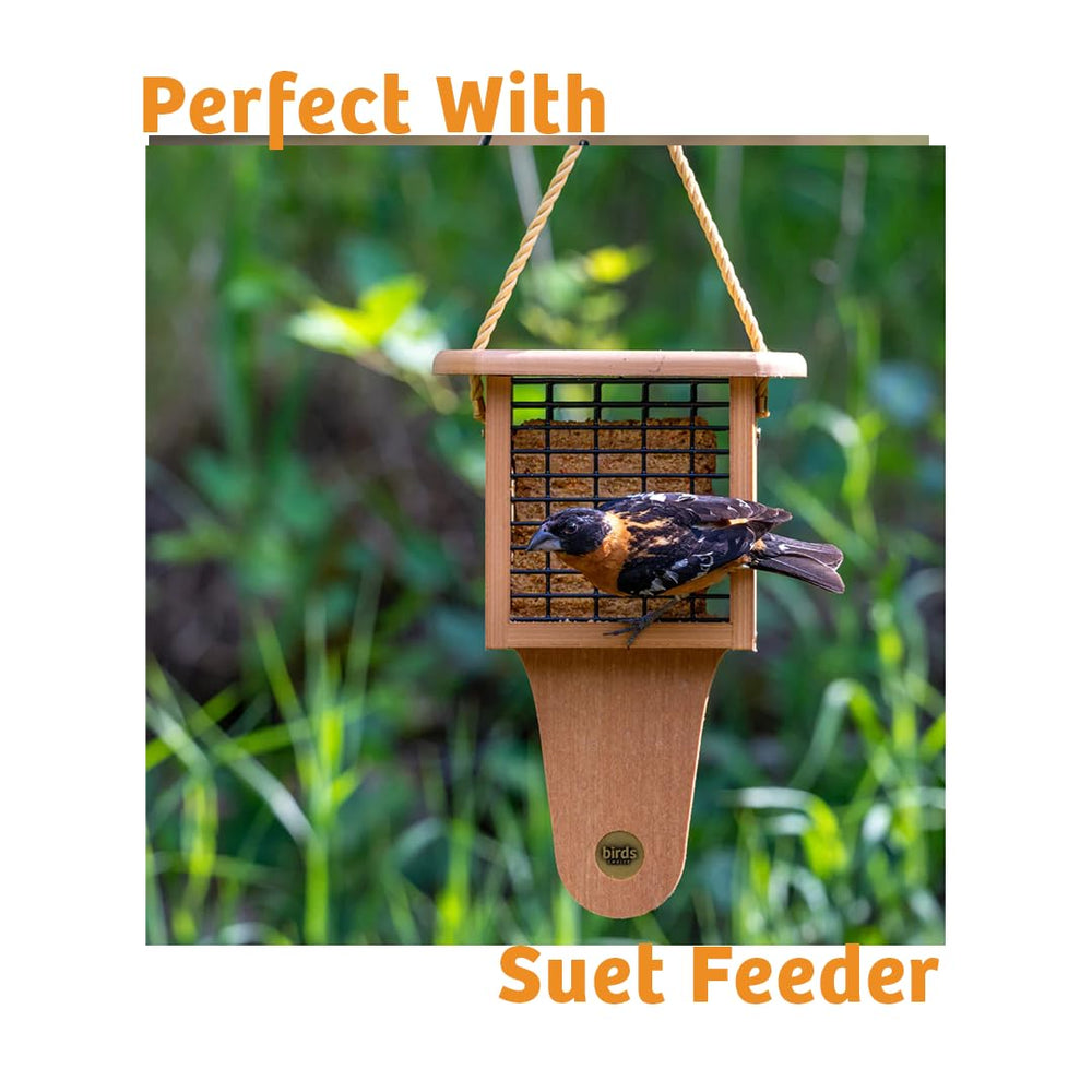 Birds Choice outdoor winter feeder scene encouraging year-round feeding