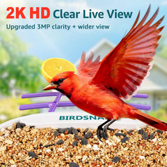 birdsnap close-up of camera lens highlighting 2K video detail