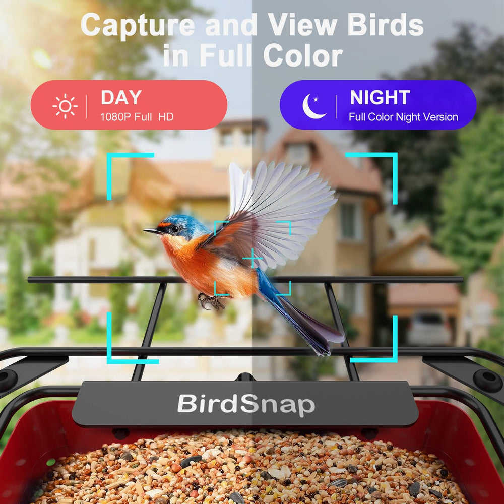 birdsnap feeder in garden with small songbird feeding benefit: natural observation opportunities