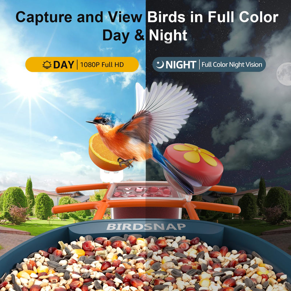 birdsnap night color live stream screenshot showing bird on perch, records low-light visits
