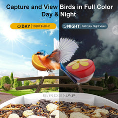 birdsnap attachment set including fruit forks, hummingbird spout, suet holder