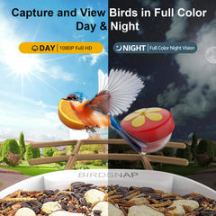 birdsnap assortment of five feeder attachments attracting different bird species