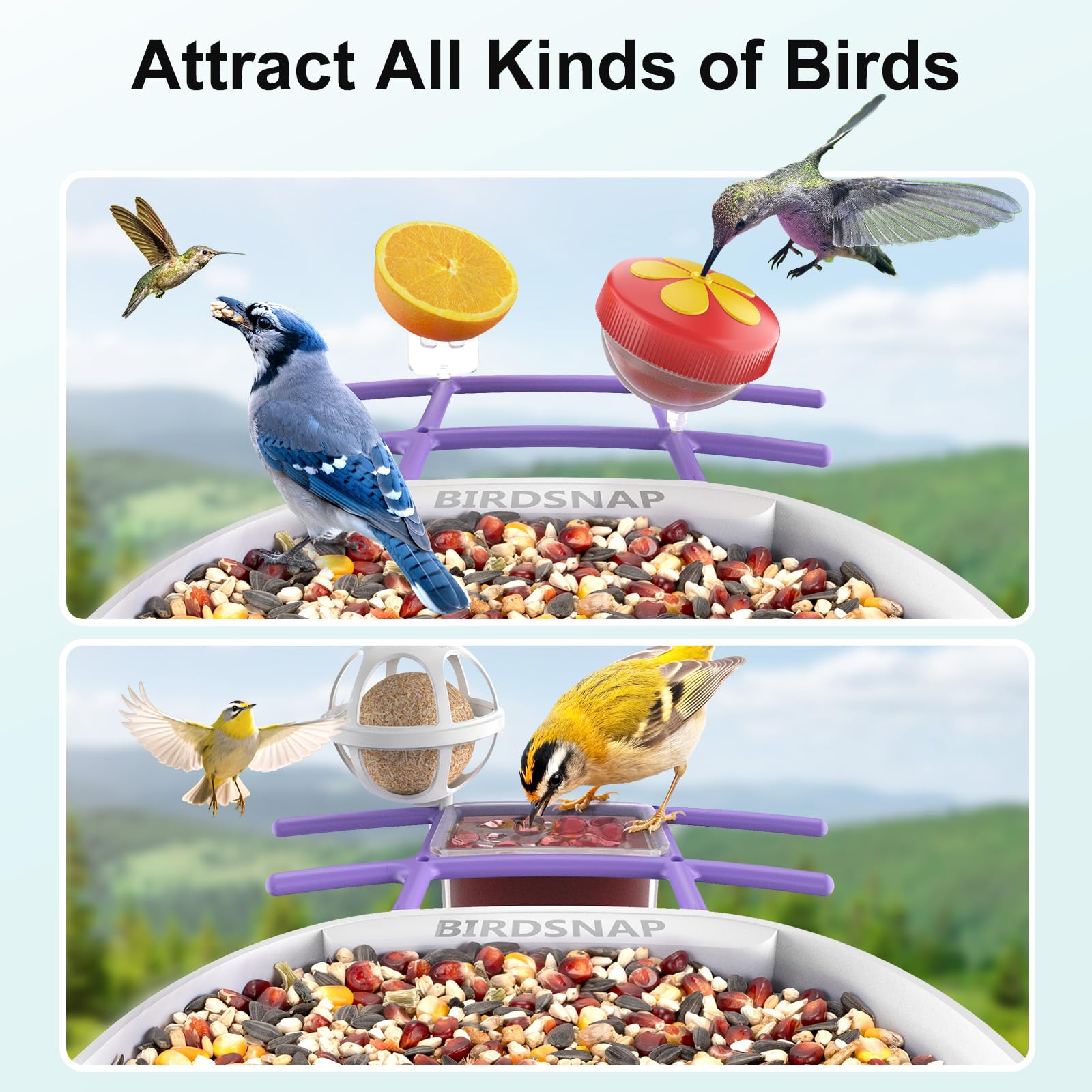 birdsnap feeder in use with hummingbird visiting, live observation benefit