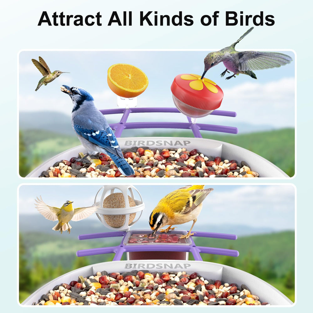 birdsnap feeder in use with hummingbird visiting, live observation benefit