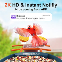 birdsnap seed hopper with three attachments laid out, offers flexible feeding options