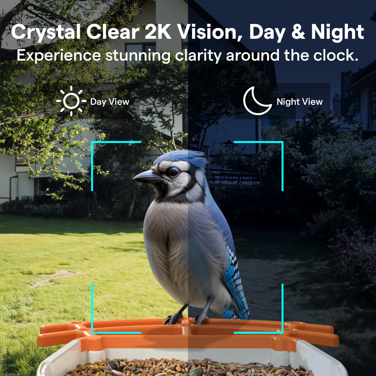 BirdsView app screenshot showing species ID and instant alerts