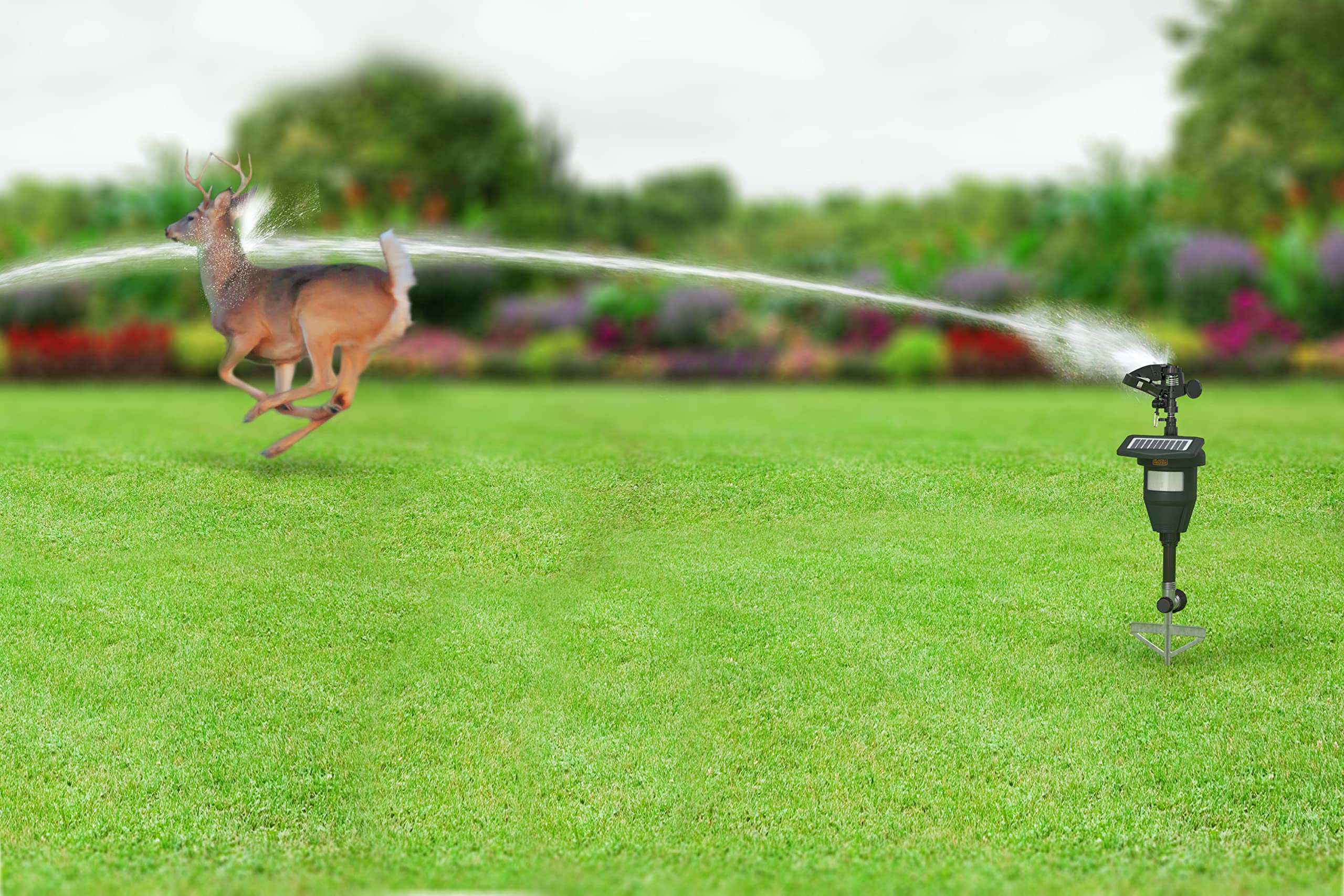 BLACK+DECKER sprinkler in use with jet spray startling pests