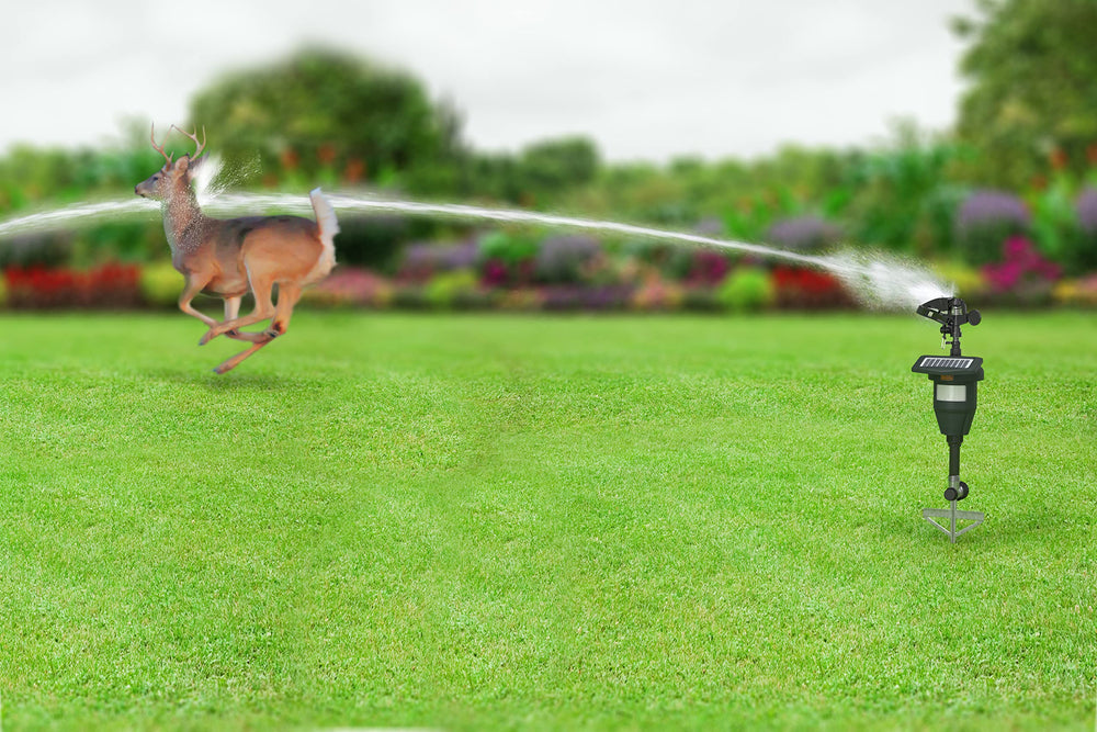 BLACK+DECKER sprinkler in use with jet spray startling pests