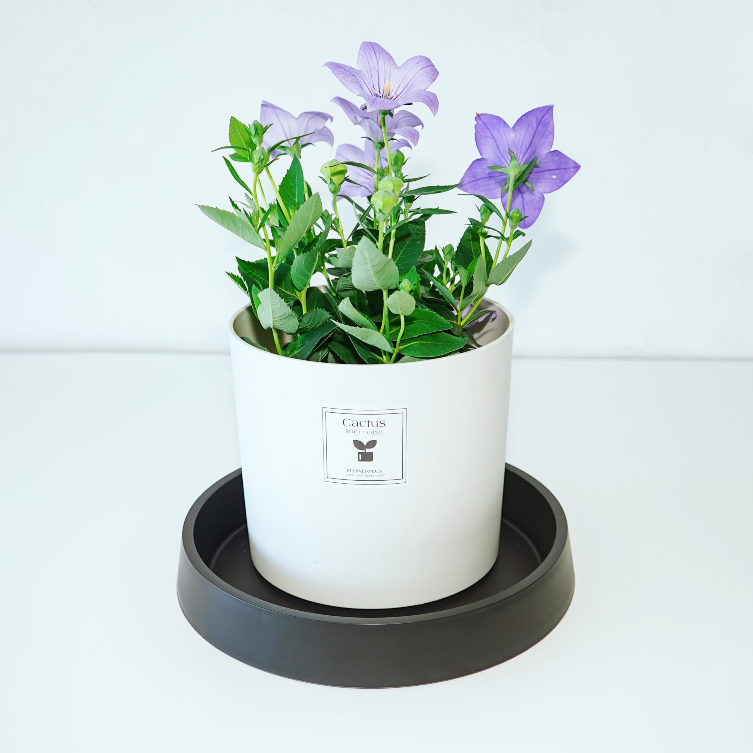 Bleuhome side profile displaying 3-inch depth and sturdy thickened wall for containment