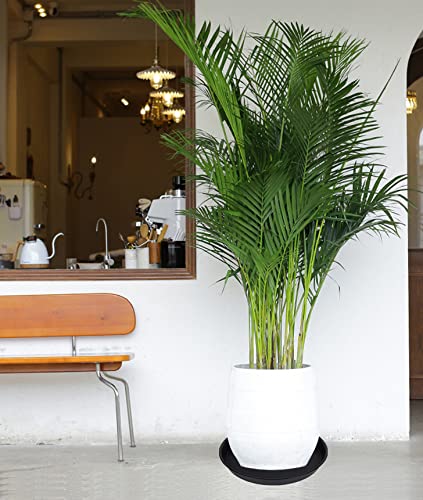 Bleuhome saucer used as bird bath attracting birds and adding garden appeal