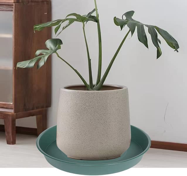 Bleuhome shallow tray filled with water used as bird bath in garden