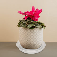 Bleuhome saucer next to ruler showing 15.5 inch width for sizing accuracy