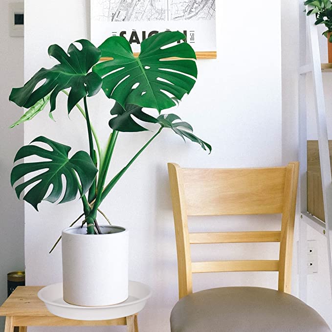 Bleuhome saucer under potted plant catching drainage to protect floors and furniture