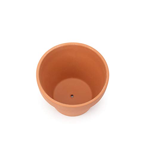 BLQH pot beside tape measure showing 4 inch diameter for scale and correct plant fit