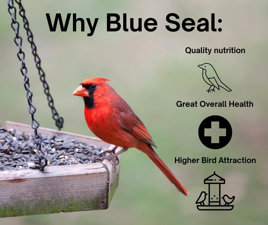 Blue Seal feed being eaten by mixed species to highlight broad bird attraction