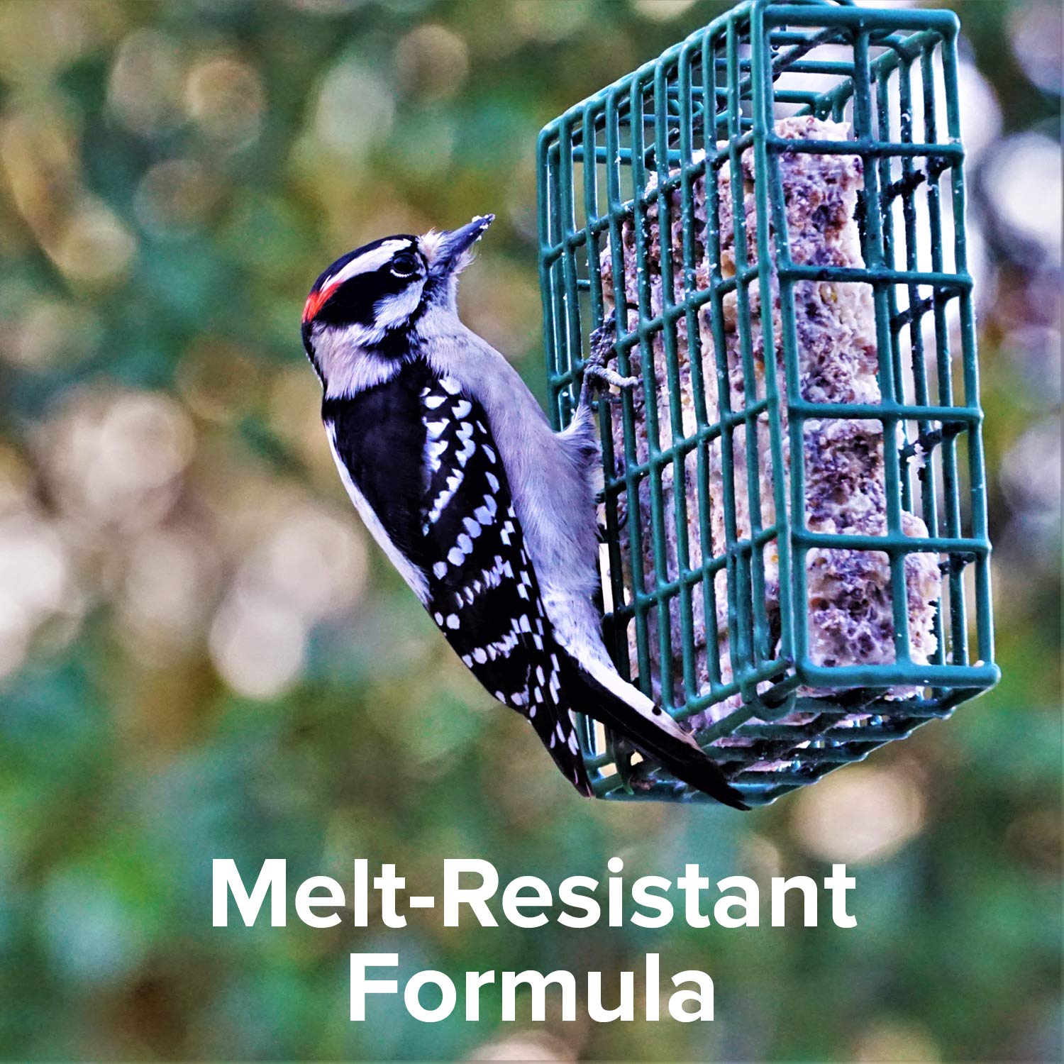 Blue Seal suet cake in feeder with birds feeding, attracting variety