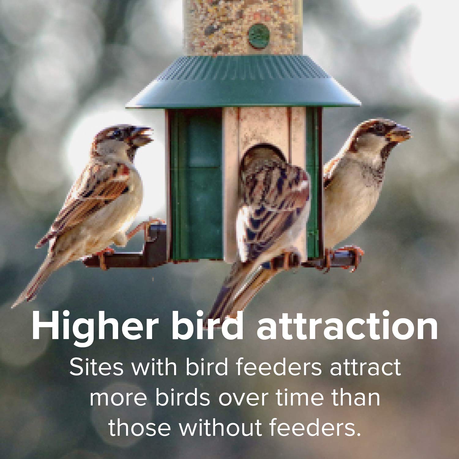 Blue Seal feeder on patio near plants to create a welcoming bird-friendly space