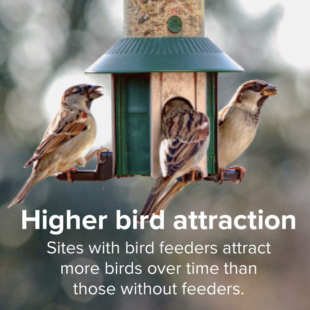 Blue Seal feeder on patio near plants to create a welcoming bird-friendly space