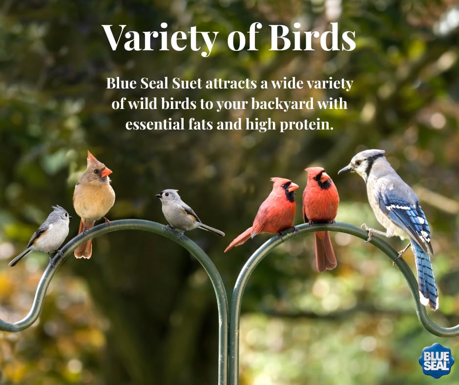 Blue Seal with woodpecker on feeder, demonstrating strong attraction
