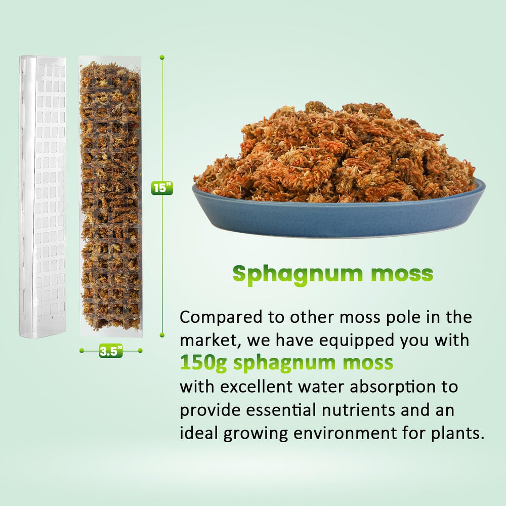 Bluepro assembled moss pole in pot supporting a climbing plant for stability