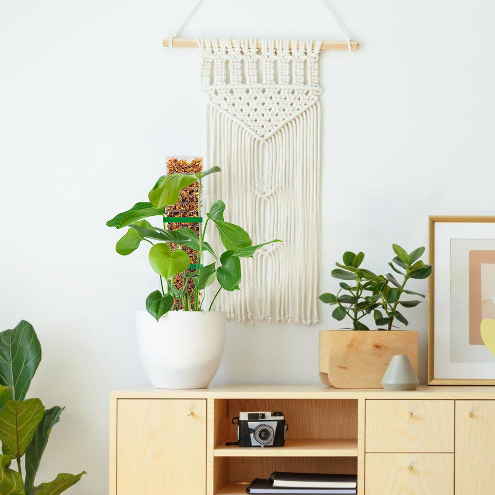 Bluepro moss pole on indoor shelf with plants showing tidy vertical growth