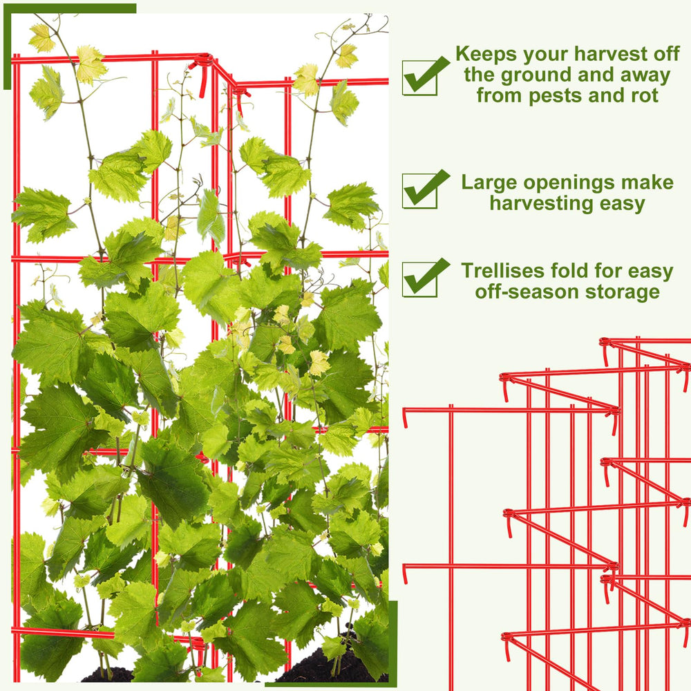 Blulu scale comparison with ruler showing 39-inch height for taller vines