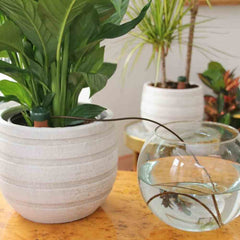 Blumat stake placed in pot in use providing steady hydration to houseplant