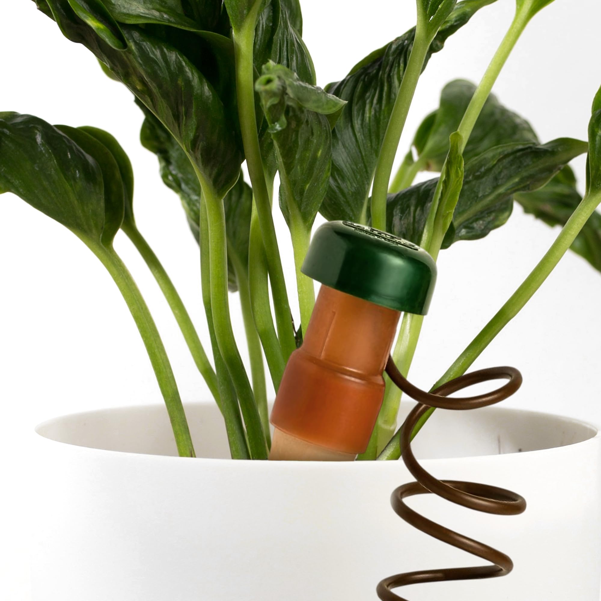 Blumat stake inserted in pot delivering water where roots need it