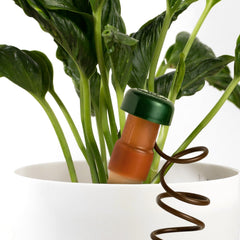 Blumat stake inserted in pot delivering water where roots need it