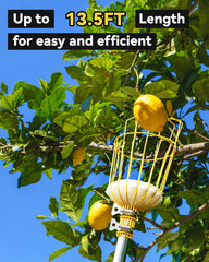BlumeTrec fully extended pole reaching tall branches for safer picking