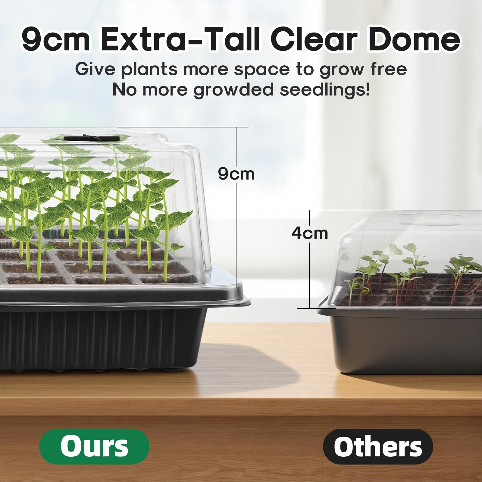BlumWay young seedlings in tray illustrating fast, healthy growth