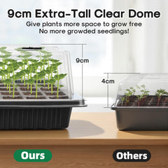 BlumWay young seedlings in tray illustrating fast, healthy growth