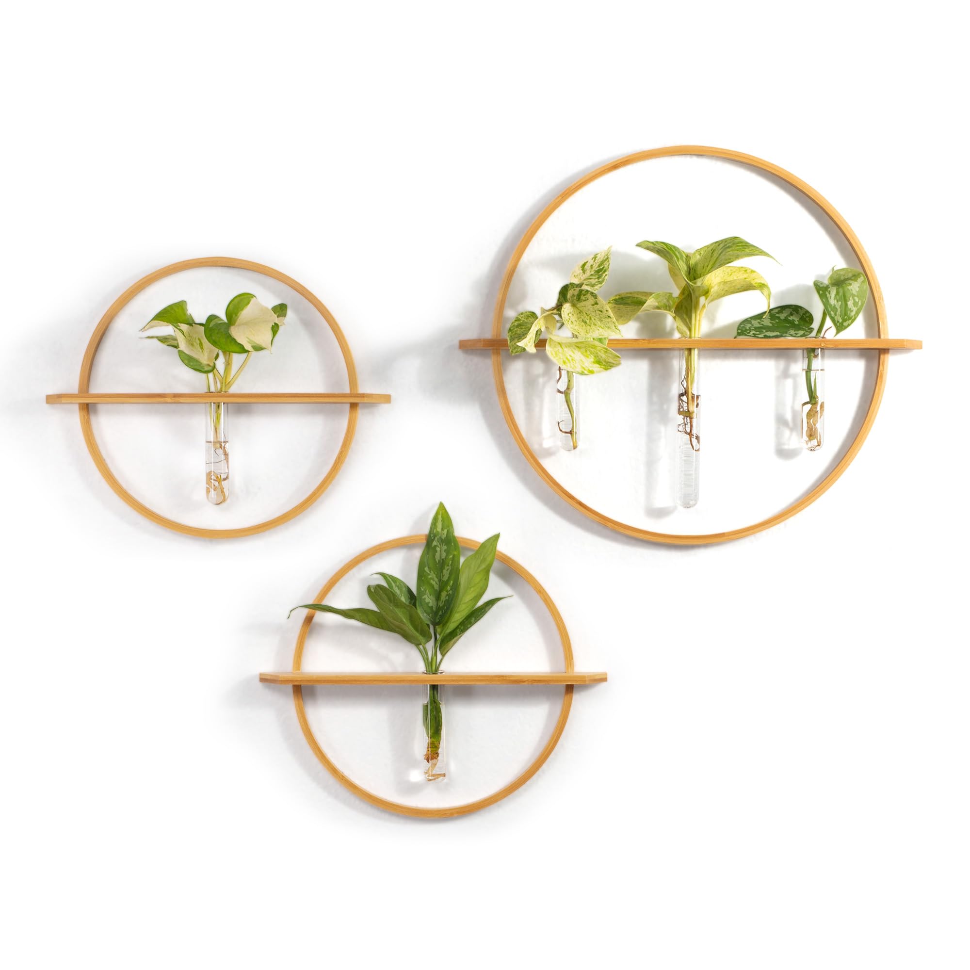 Bohemian Roots front packaging box showing gift-ready plant propagation set and benefits