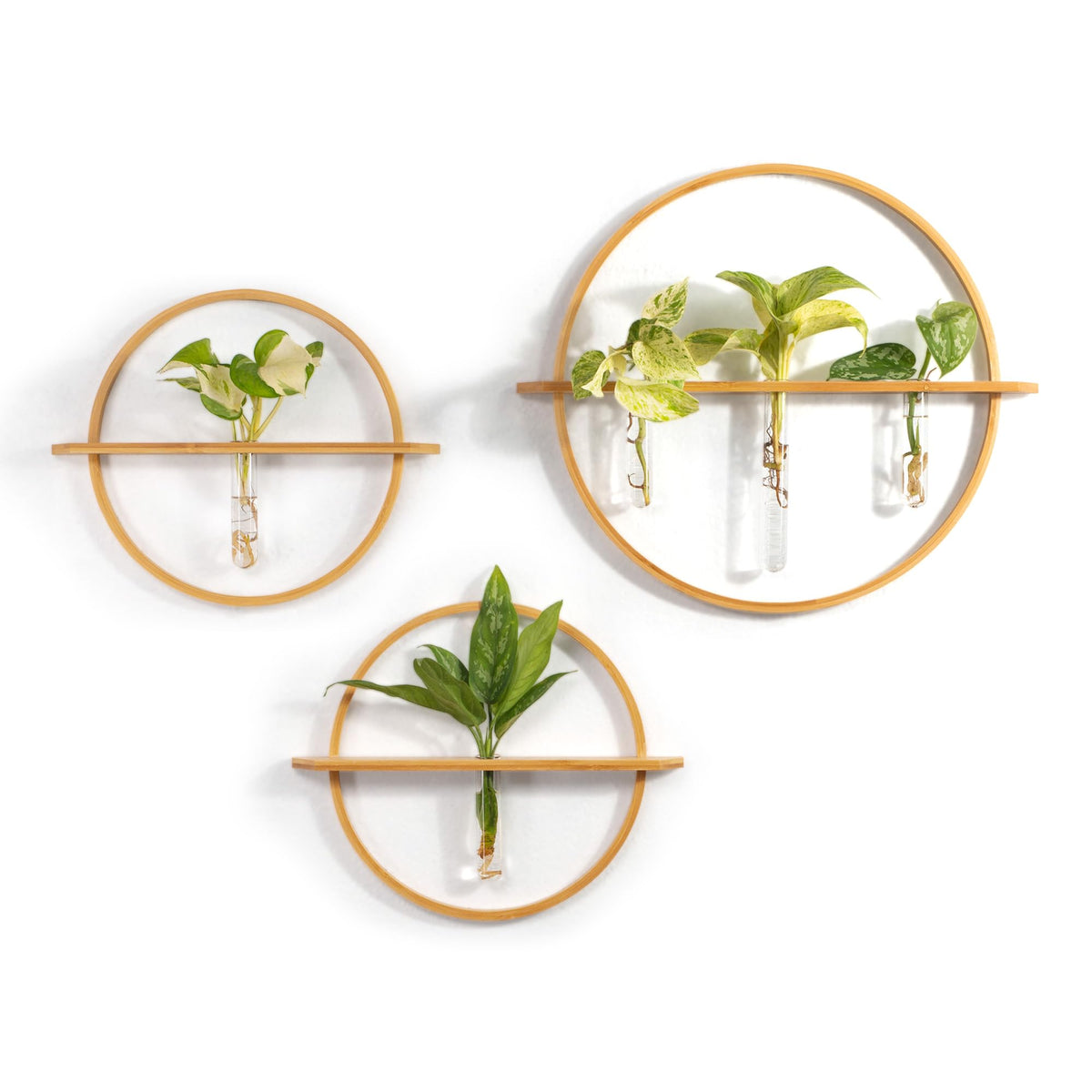 Bohemian Roots front packaging box showing gift-ready plant propagation set and benefits