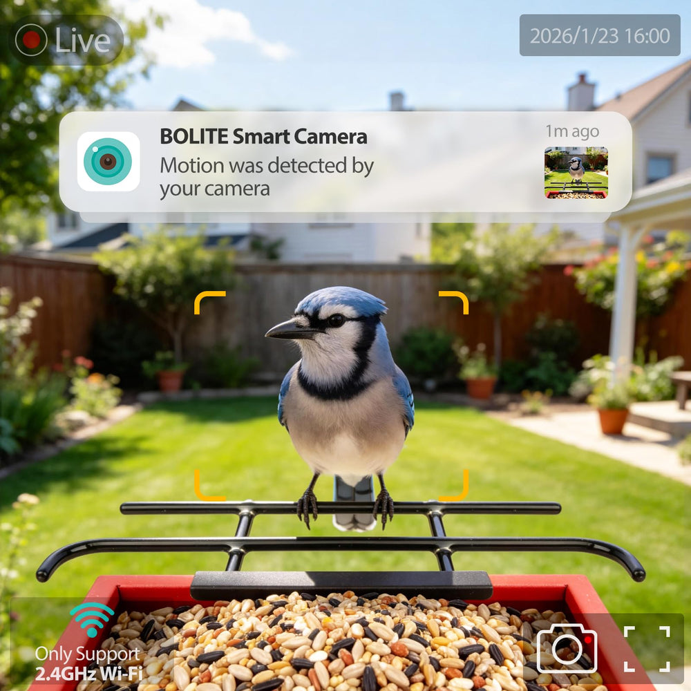 BOLITE app live stream on phone demonstrating remote viewing