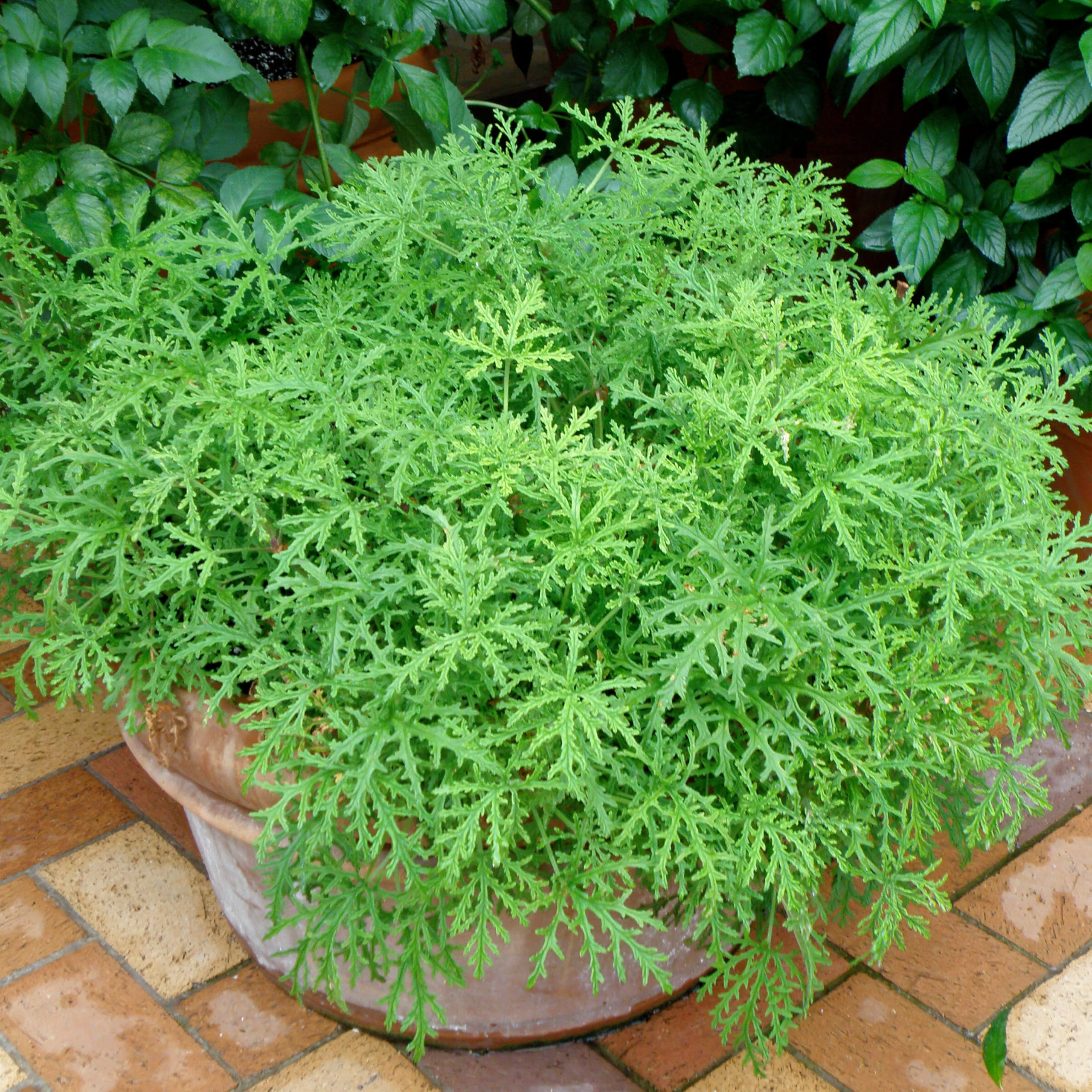 Bonnie Plants leaf texture close-up highlighting lemon scent glands benefit: fragrant foliage detail
