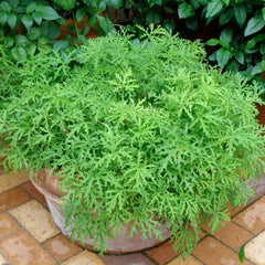 Bonnie Plants leaf texture close-up highlighting lemon scent glands benefit: fragrant foliage detail