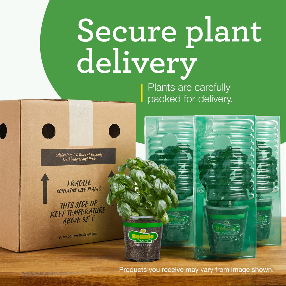 Bonnie Plants product tag and label close-up showing care notes benefit: clear planting guidance