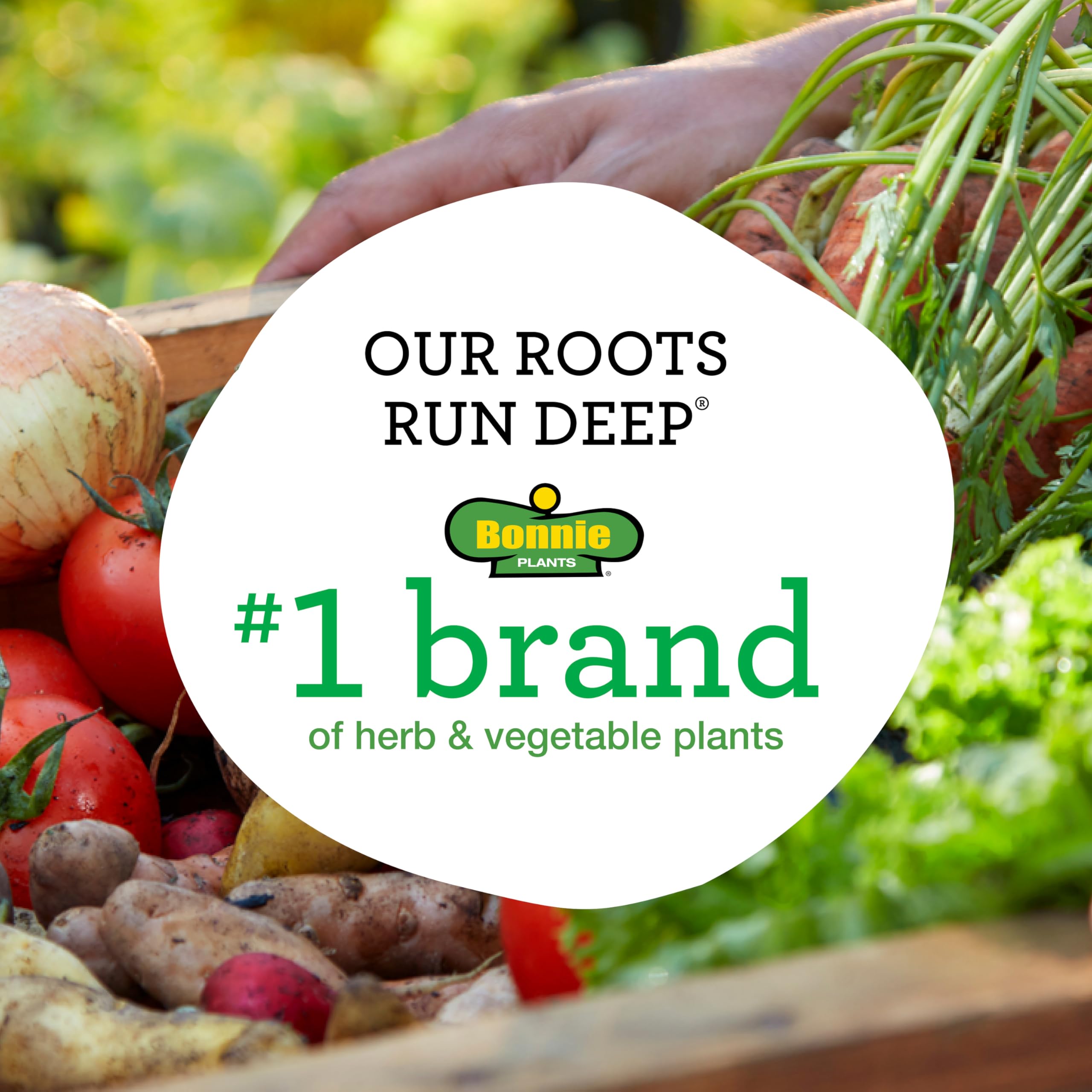 Bonnie Plants root ball and soil showing healthy roots benefit: easy transplanting