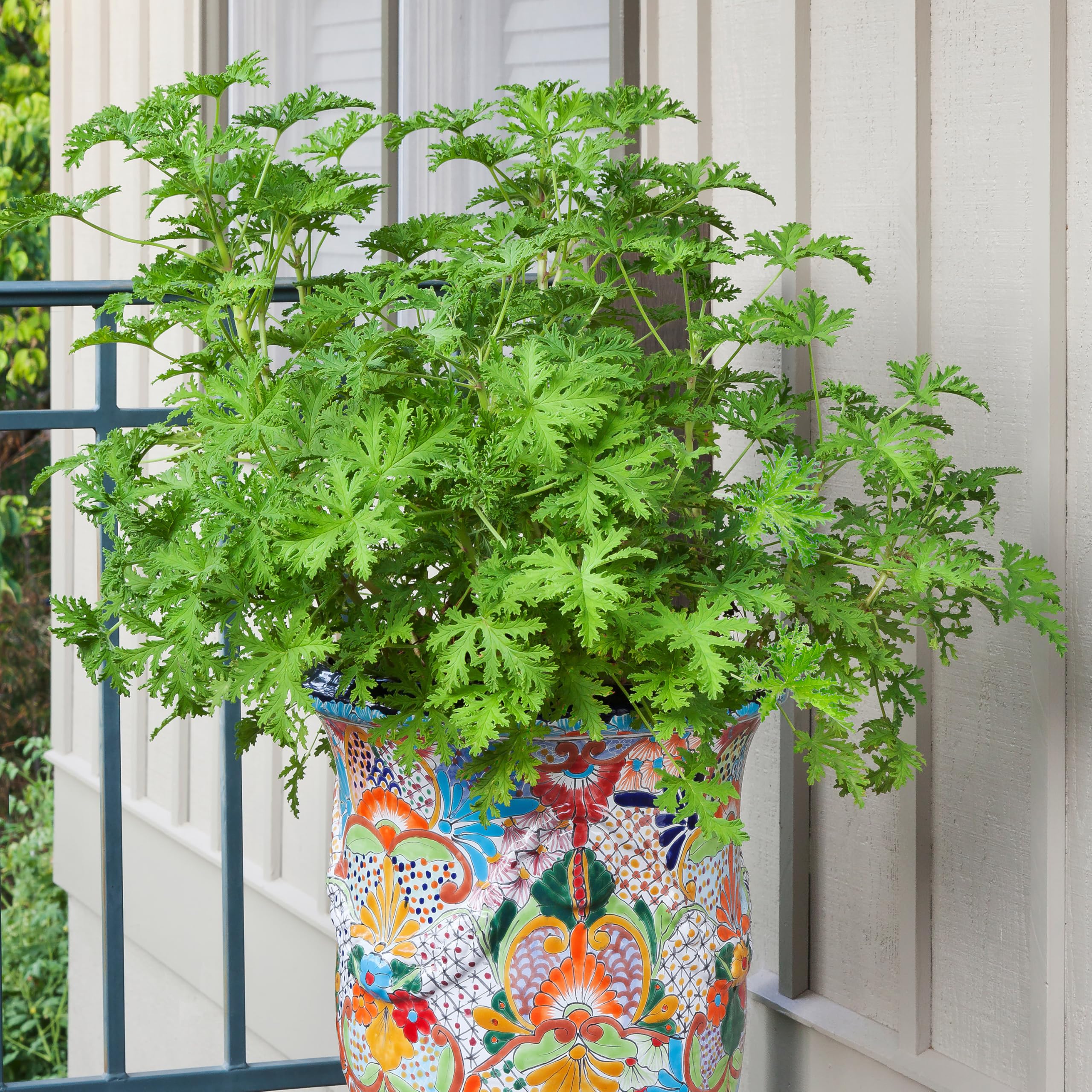 Bonnie Plants single 2.32 qt pot close-up showing compact growth benefit: great for containers