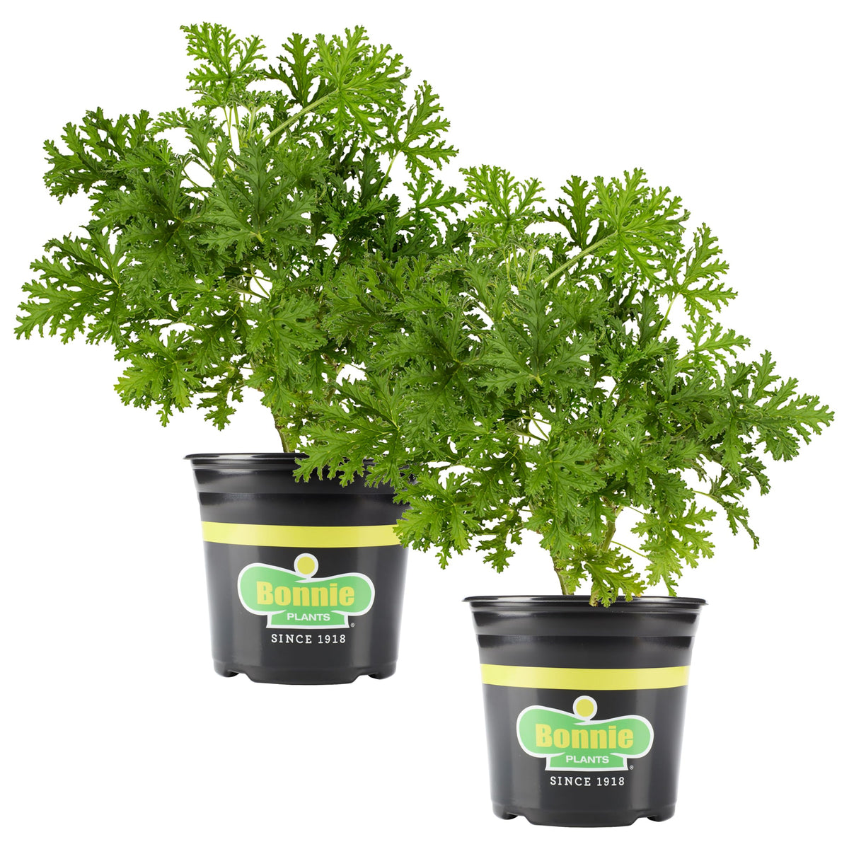 Bonnie Plants two-pack front view showing healthy lemon-scented foliage benefit: instant patio charm
