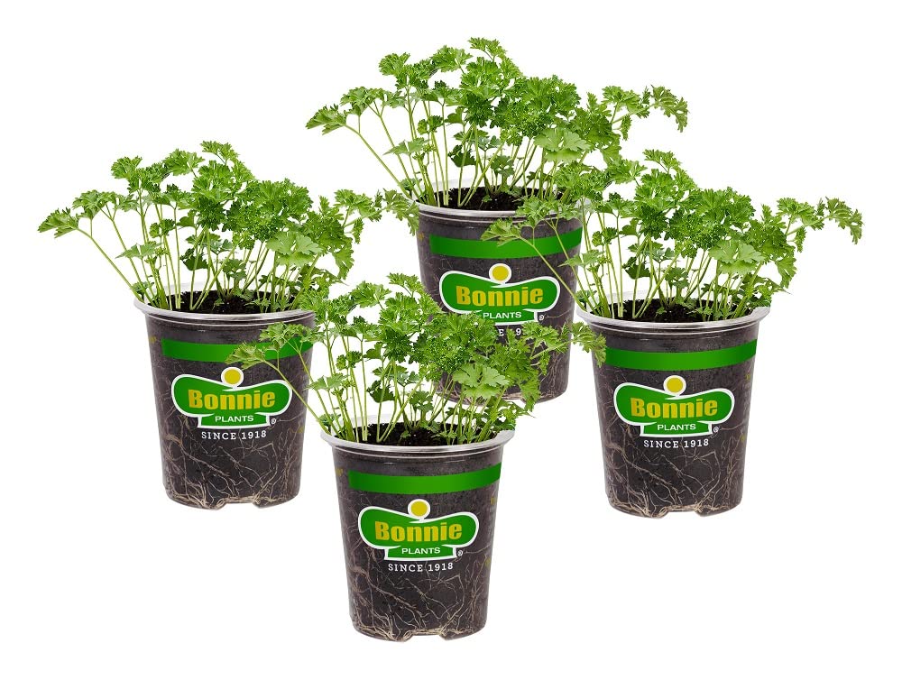 Bonnie Plants front packaging showing four live curled parsley plants for convenience