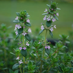 Bonnie Plants close-up of tiny German thyme leaves highlighting intense aroma and flavor concentration