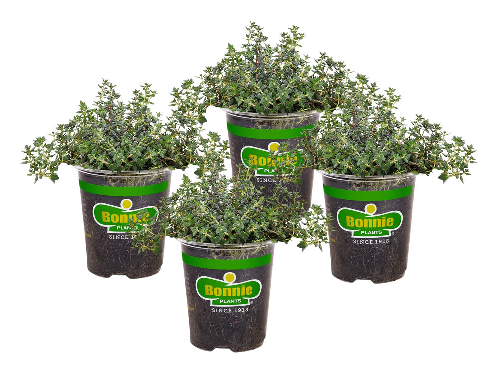 Bonnie Plants front view of four German thyme live herb plants showing compact habit and healthy foliage