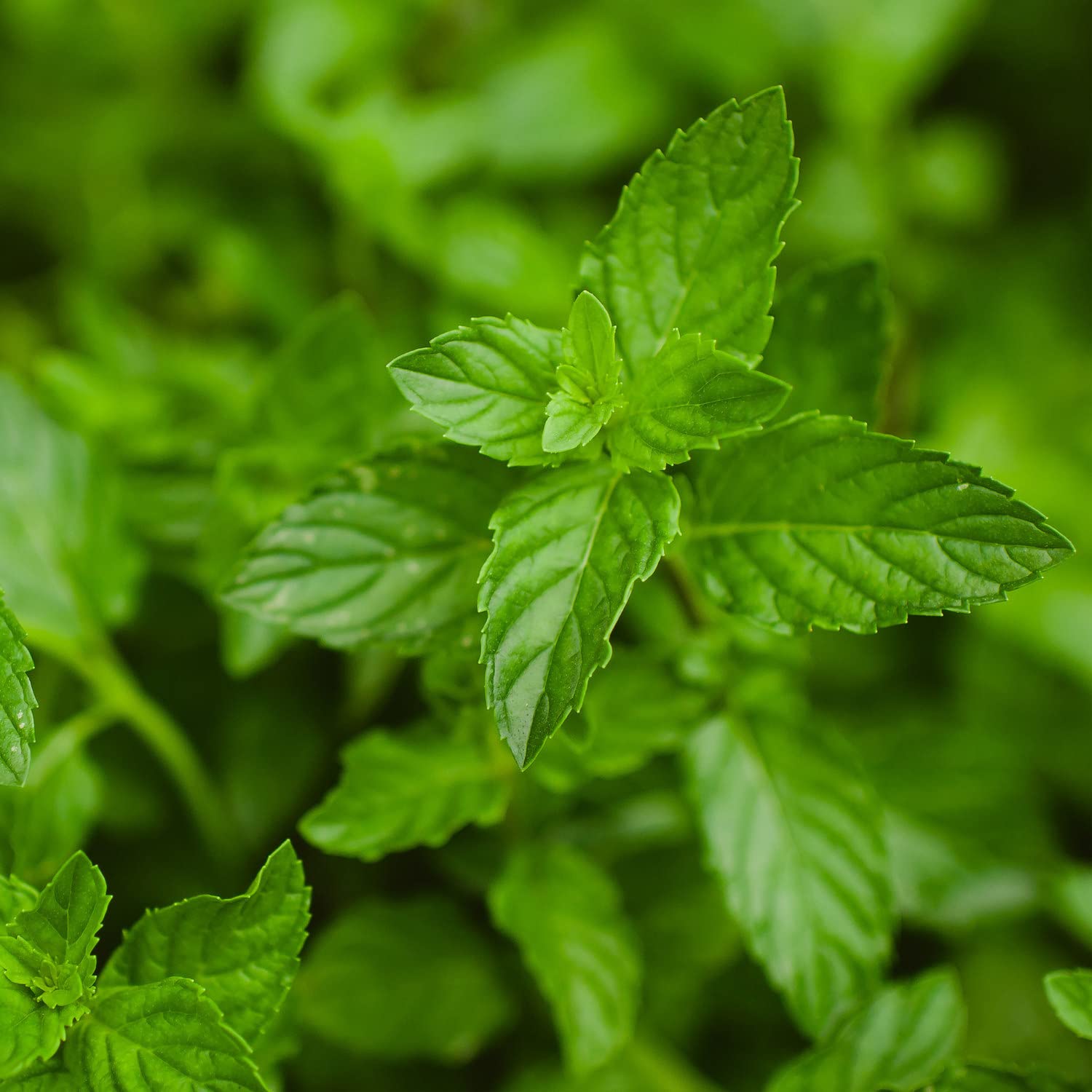 Bonnie Plants peppermint close-up of bright green leaves highlighting aromatic texture