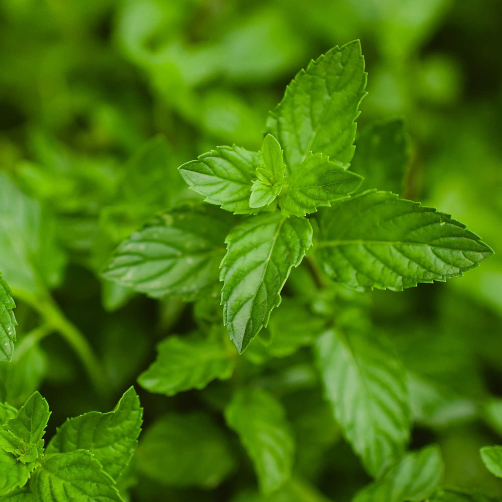 Bonnie Plants peppermint close-up of bright green leaves highlighting aromatic texture